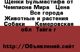 Щенки Бульмастифа от Чемпиона Мира › Цена ­ 1 000 - Все города Животные и растения » Собаки   . Кемеровская обл.,Тайга г.